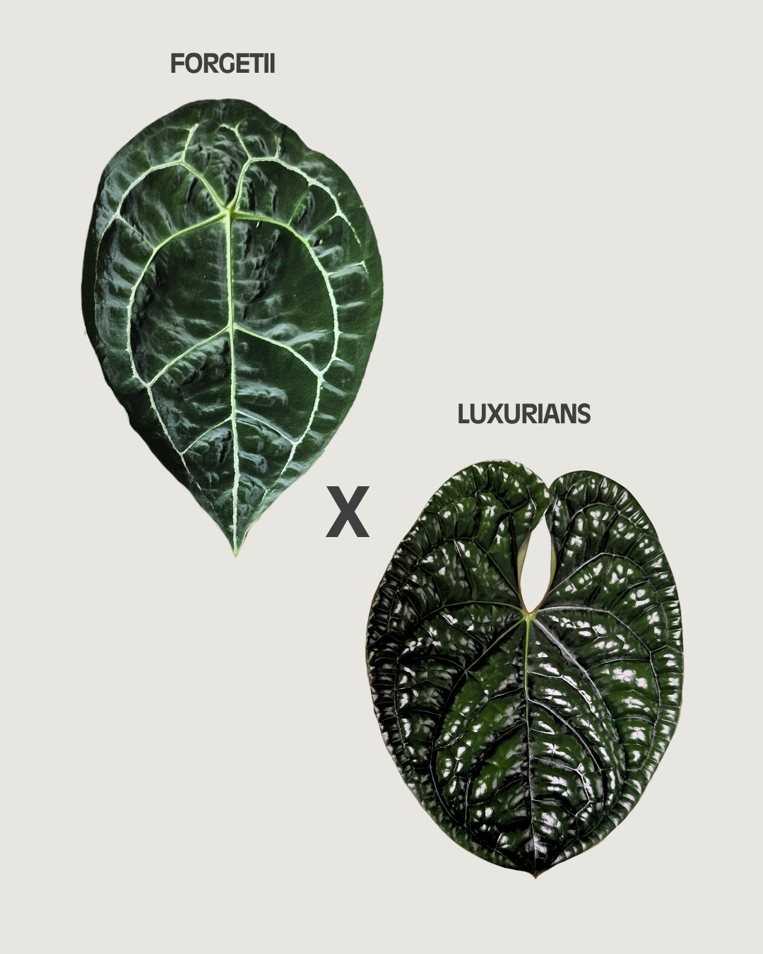 Anthurium forgetii x luxurian - Grower's Choice