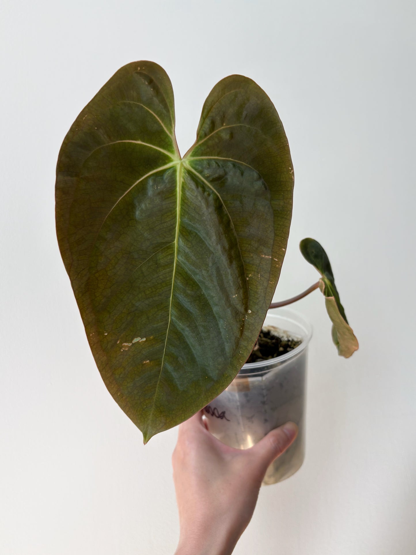 Anthurium papillilaminum RA5 x "Swamp Bunny" A10