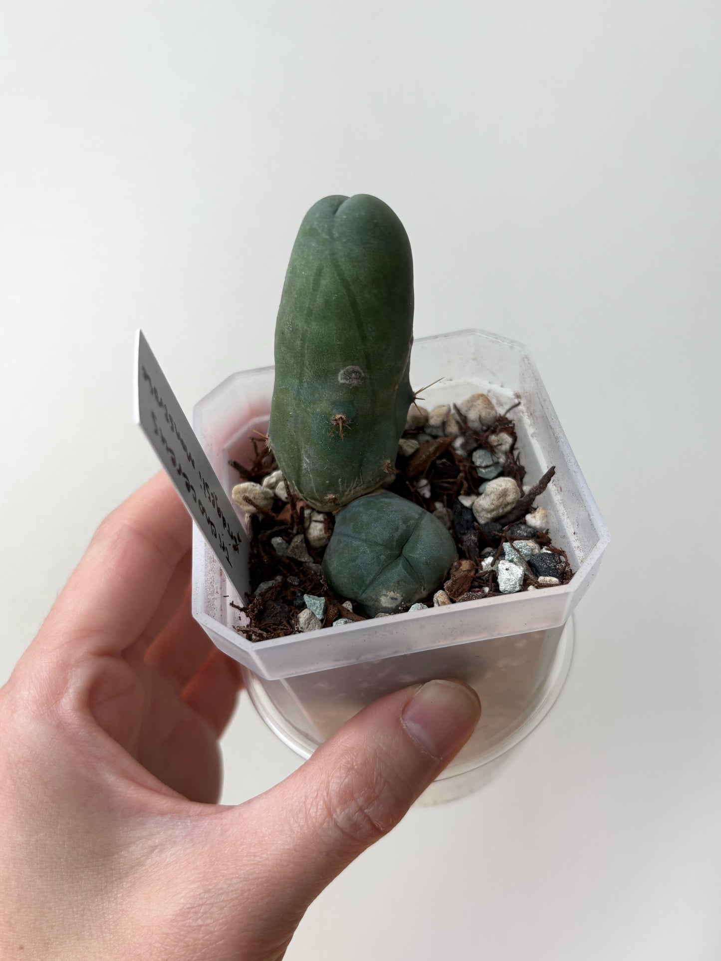 Penis cactus (Trichocereus bridgesii monstrose) - low roots - CANADA ONLY A11