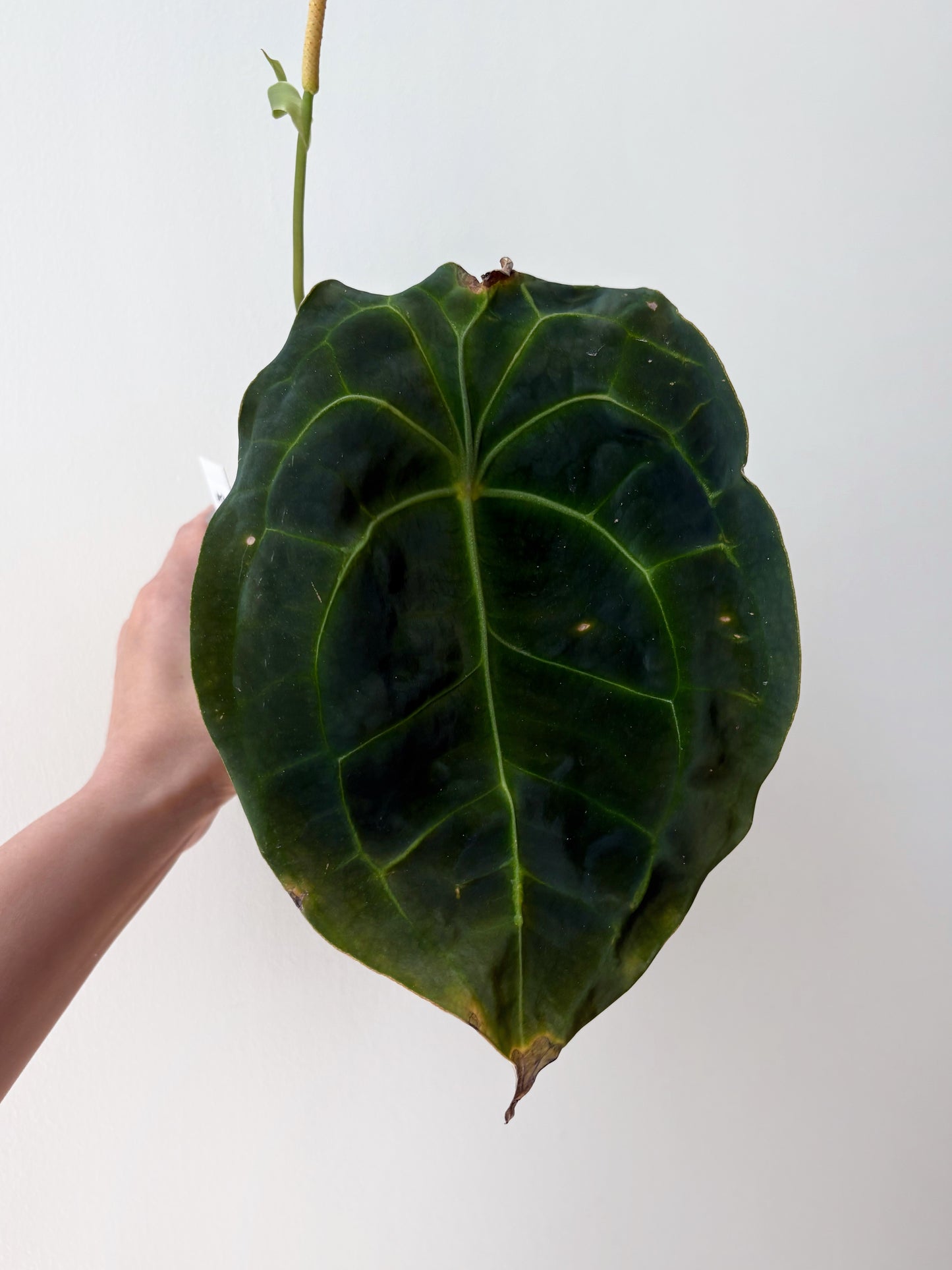 Anthurium forgetii dark form (flowering) A3