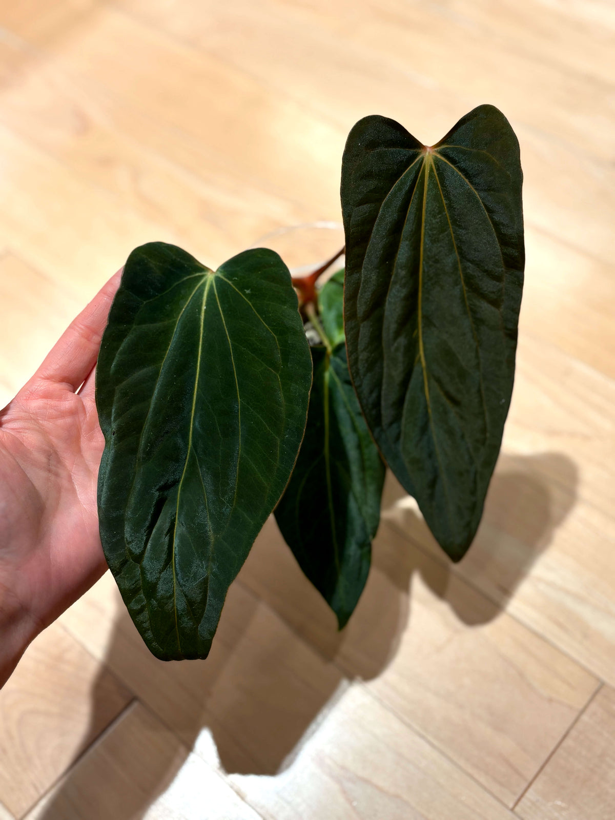 Anthurium FSRL x (dressleri x carlablackiae) F2 A6