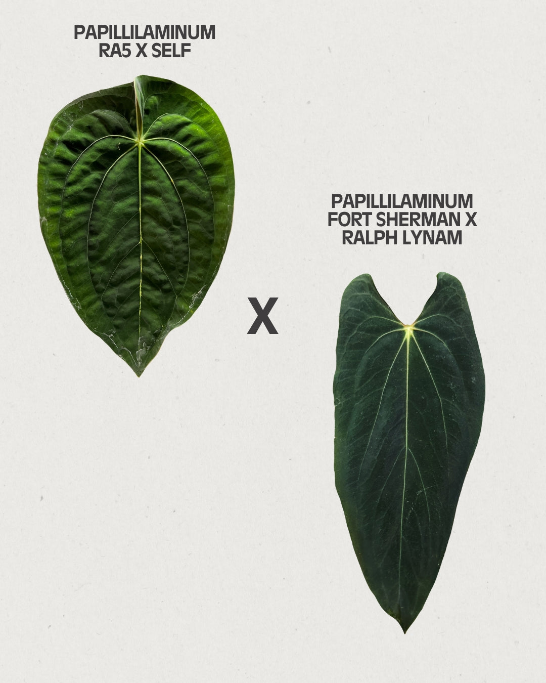 Anthurium papillilaminum RA5 S1 x FSRL A9