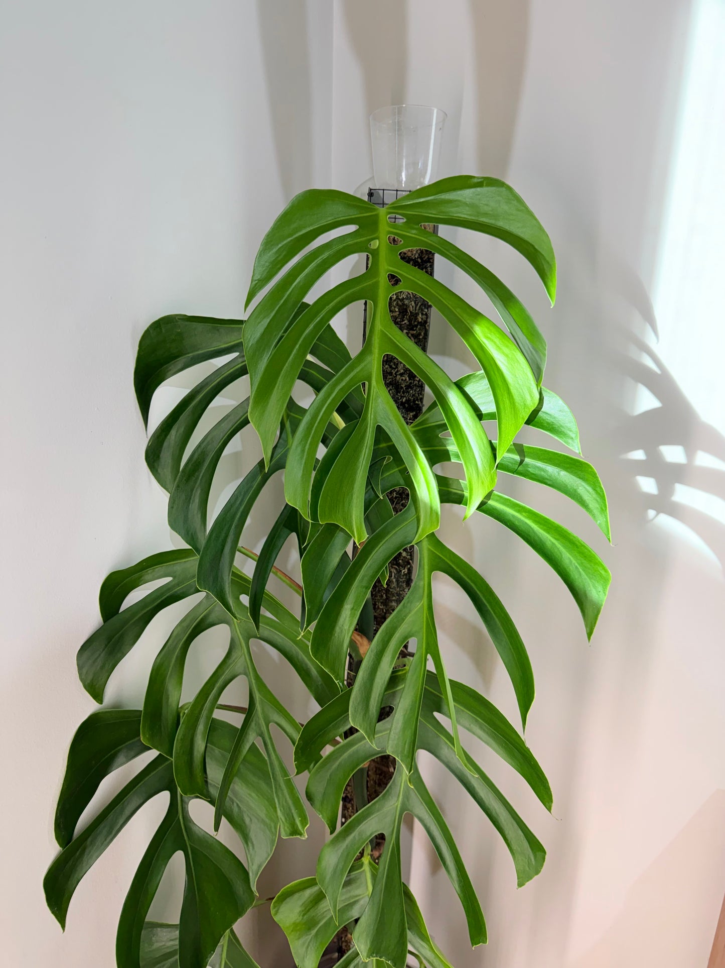 Monstera Sierrana C3