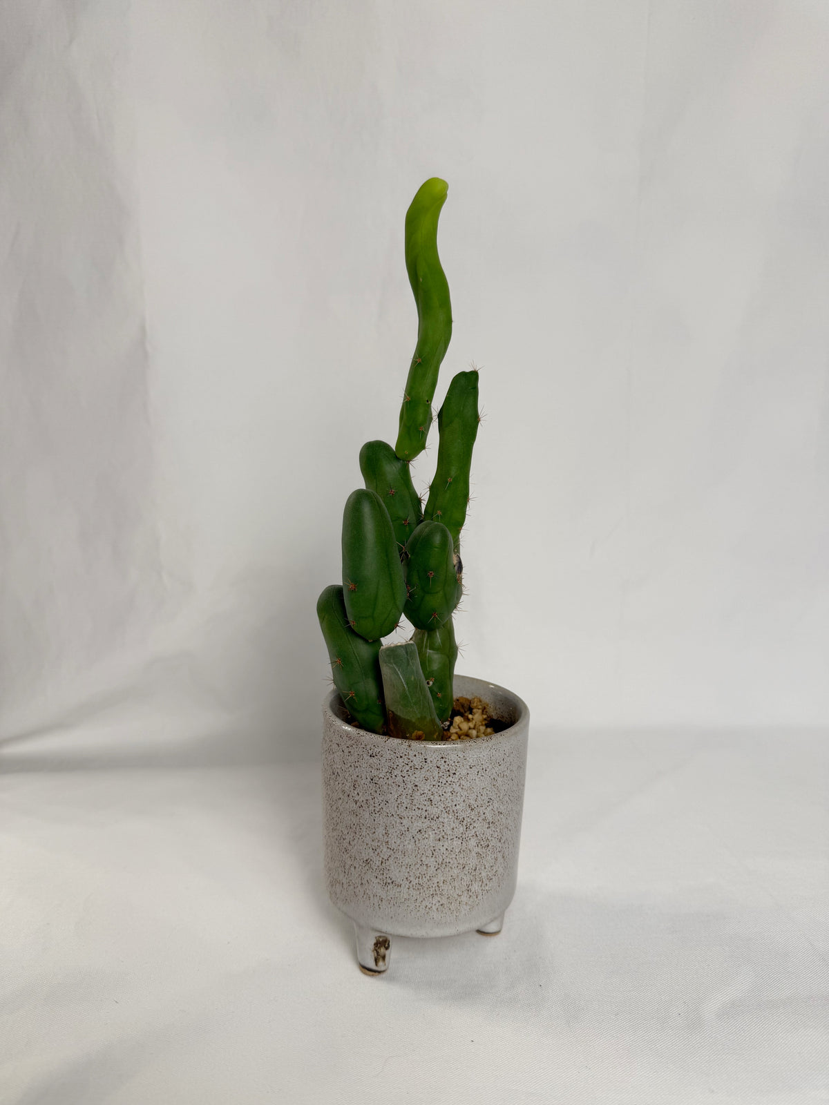 Trichocereus bridgesii monstrose (penis cactus) C16