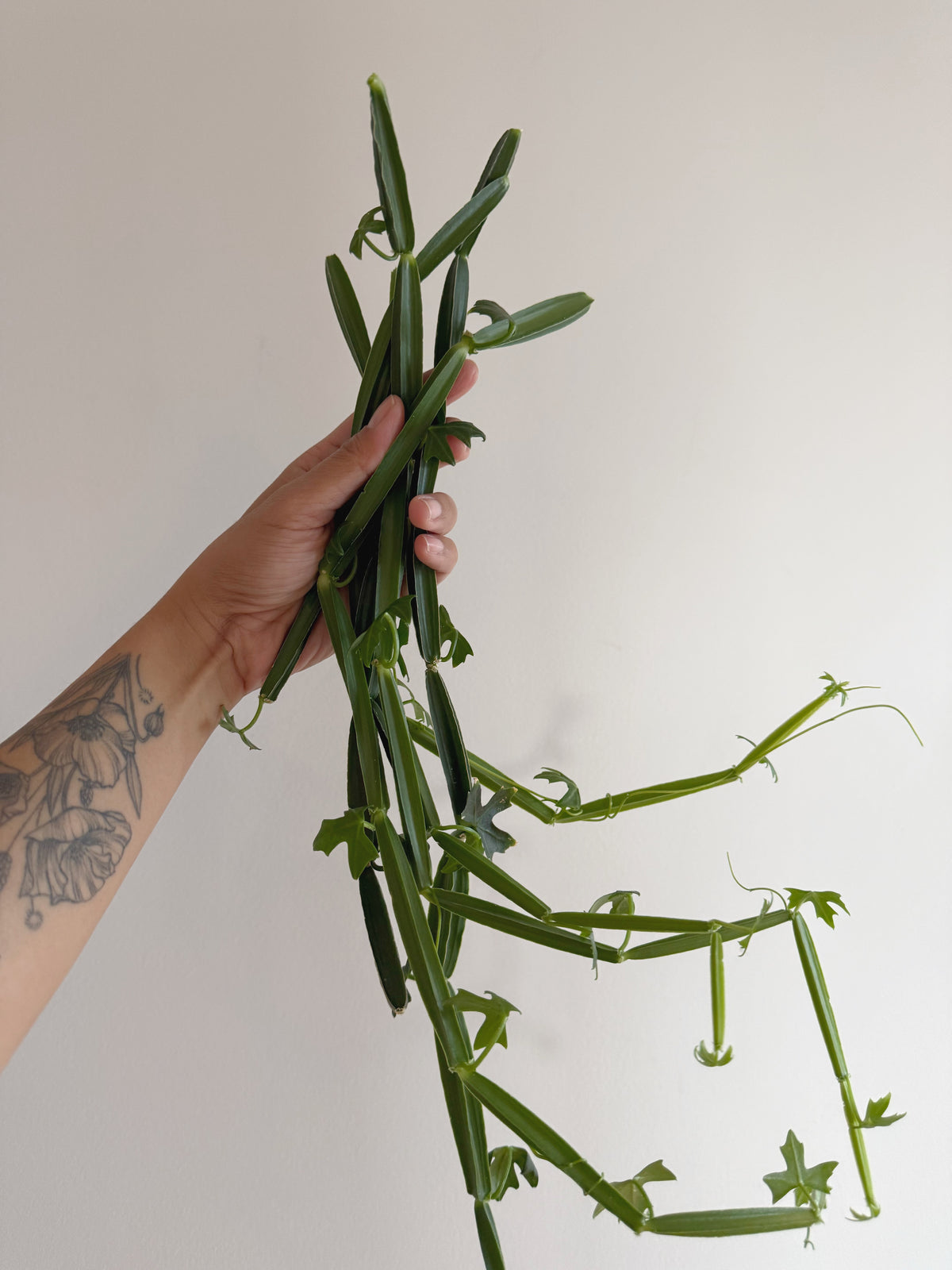 Cissus Quadrangularis BUNDLE OF FRESH CUTTINGS C18