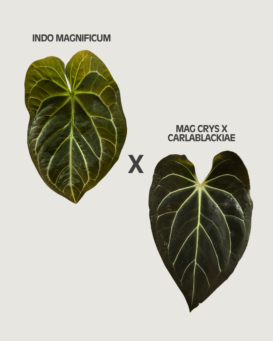 Anthurium Indo Mag x ((Mag x Crys) x Carla) C31