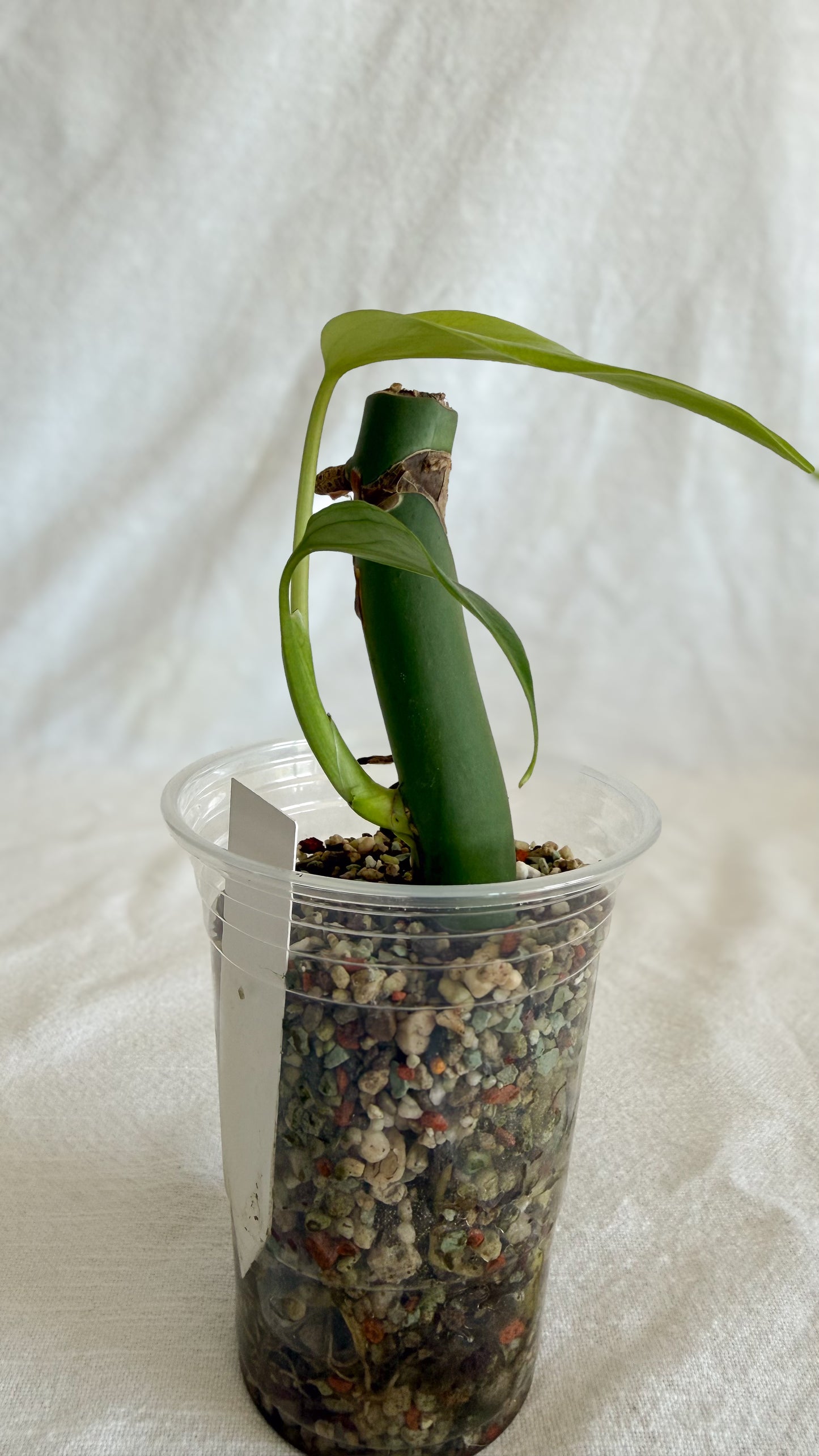 Monstera Burle Marx Flame C4