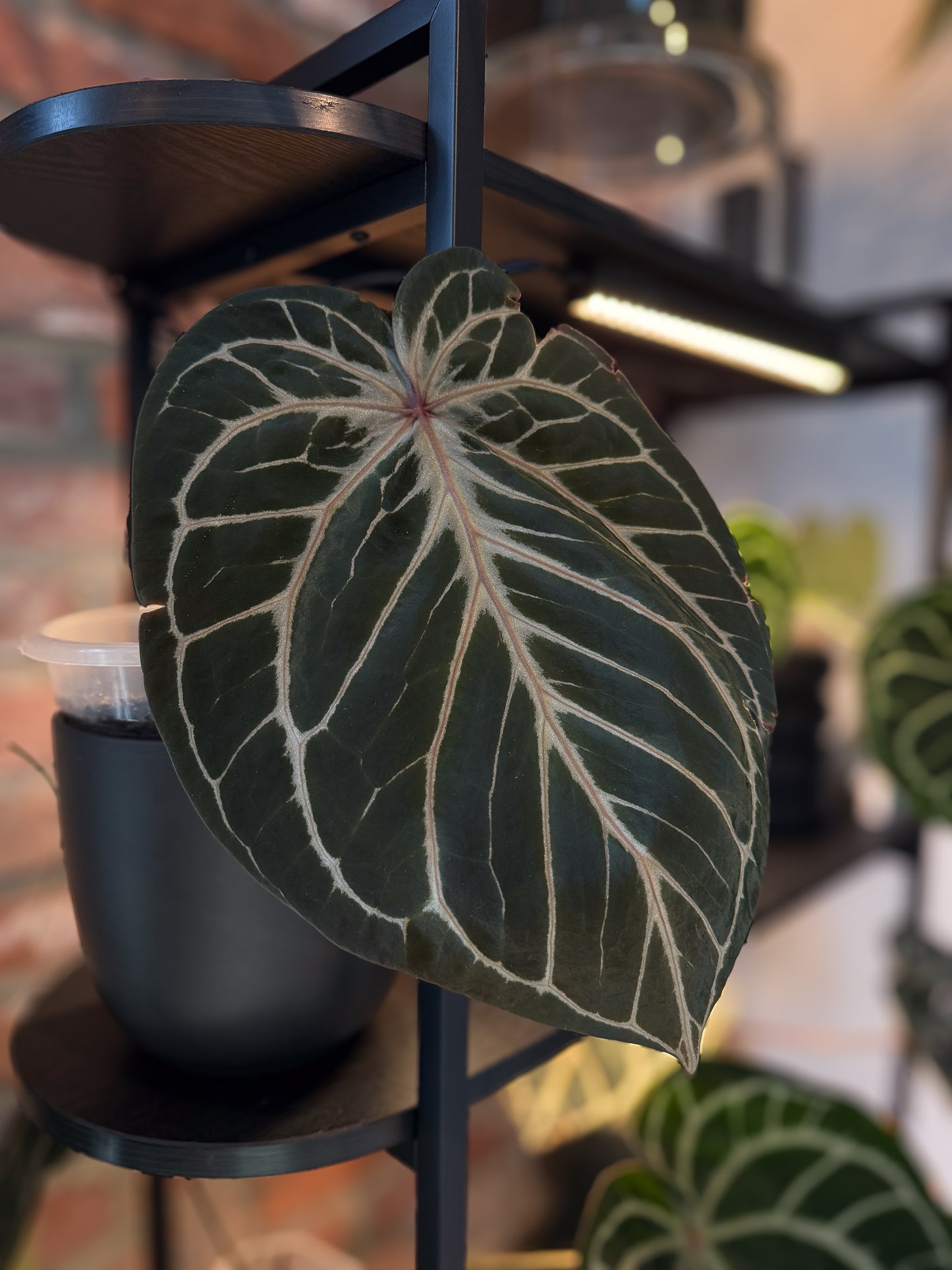 Anthurium HU (KOS) x Red Crystallinum (2 growth points) C7