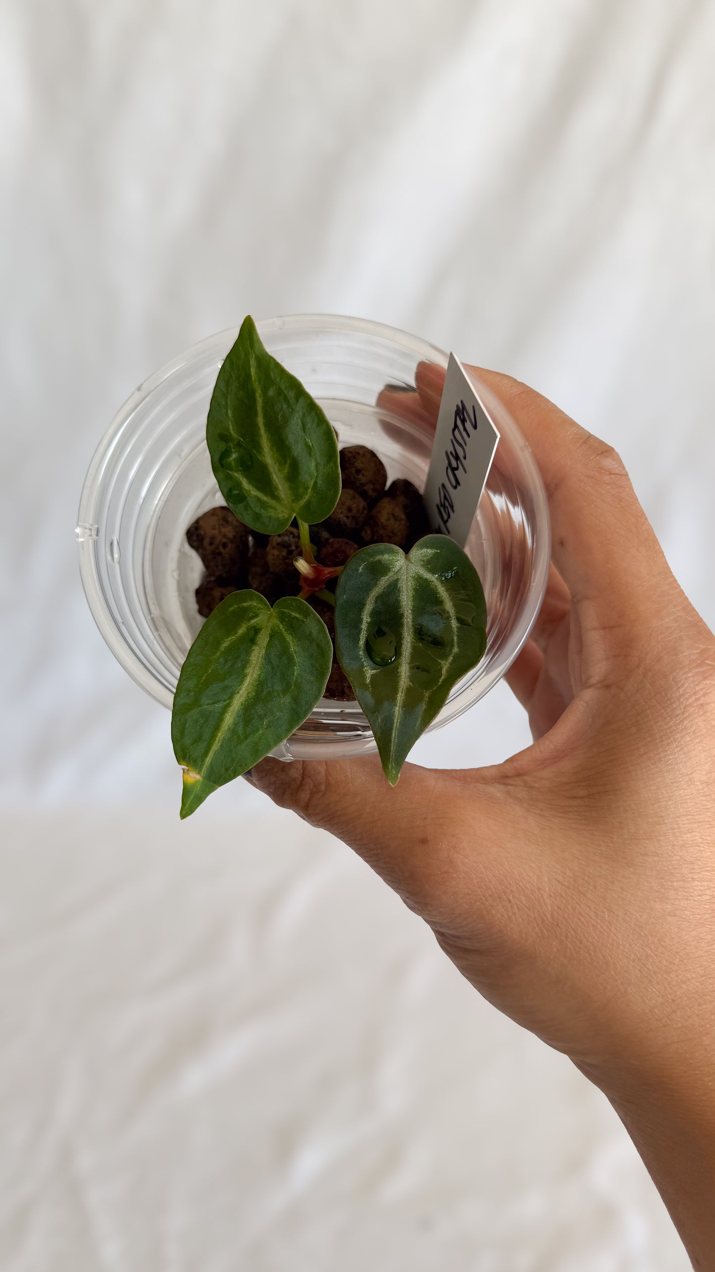 Anthurium HU (KOS) x Red Crystallinum C8