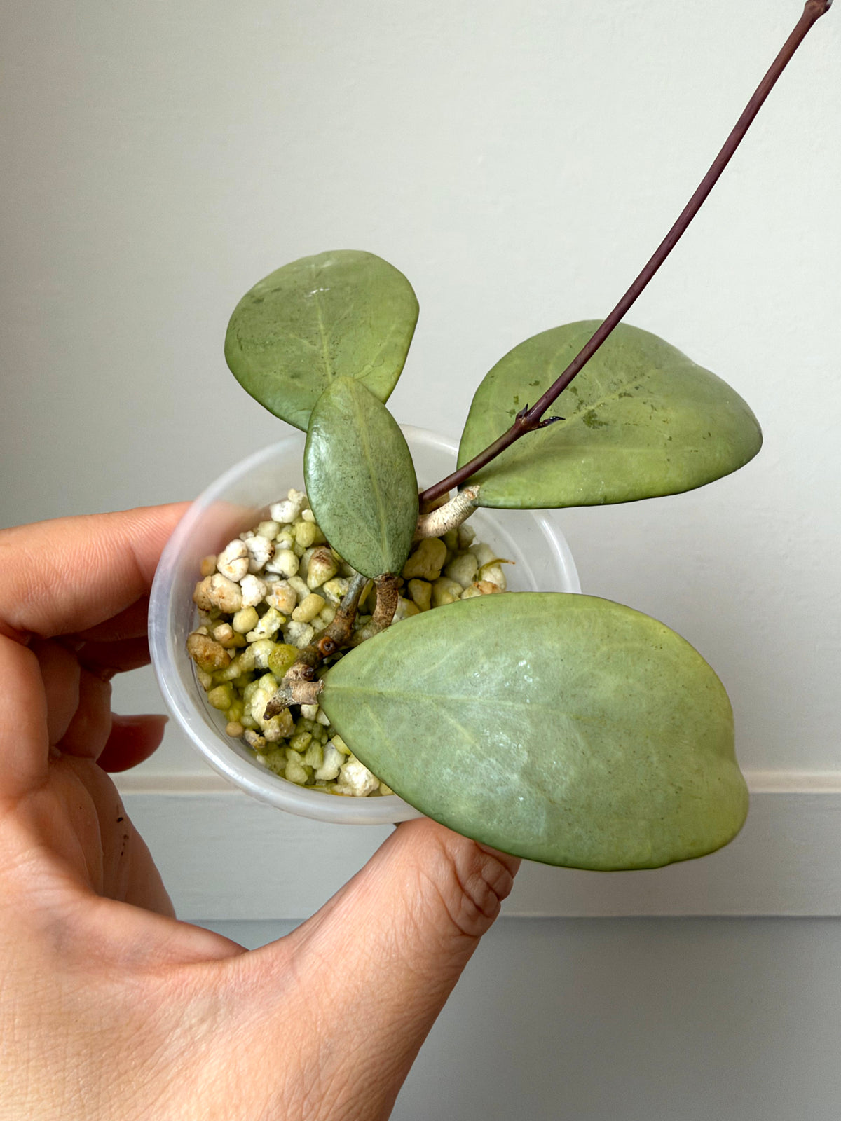 Hoya erythrostemma (Silver) J5