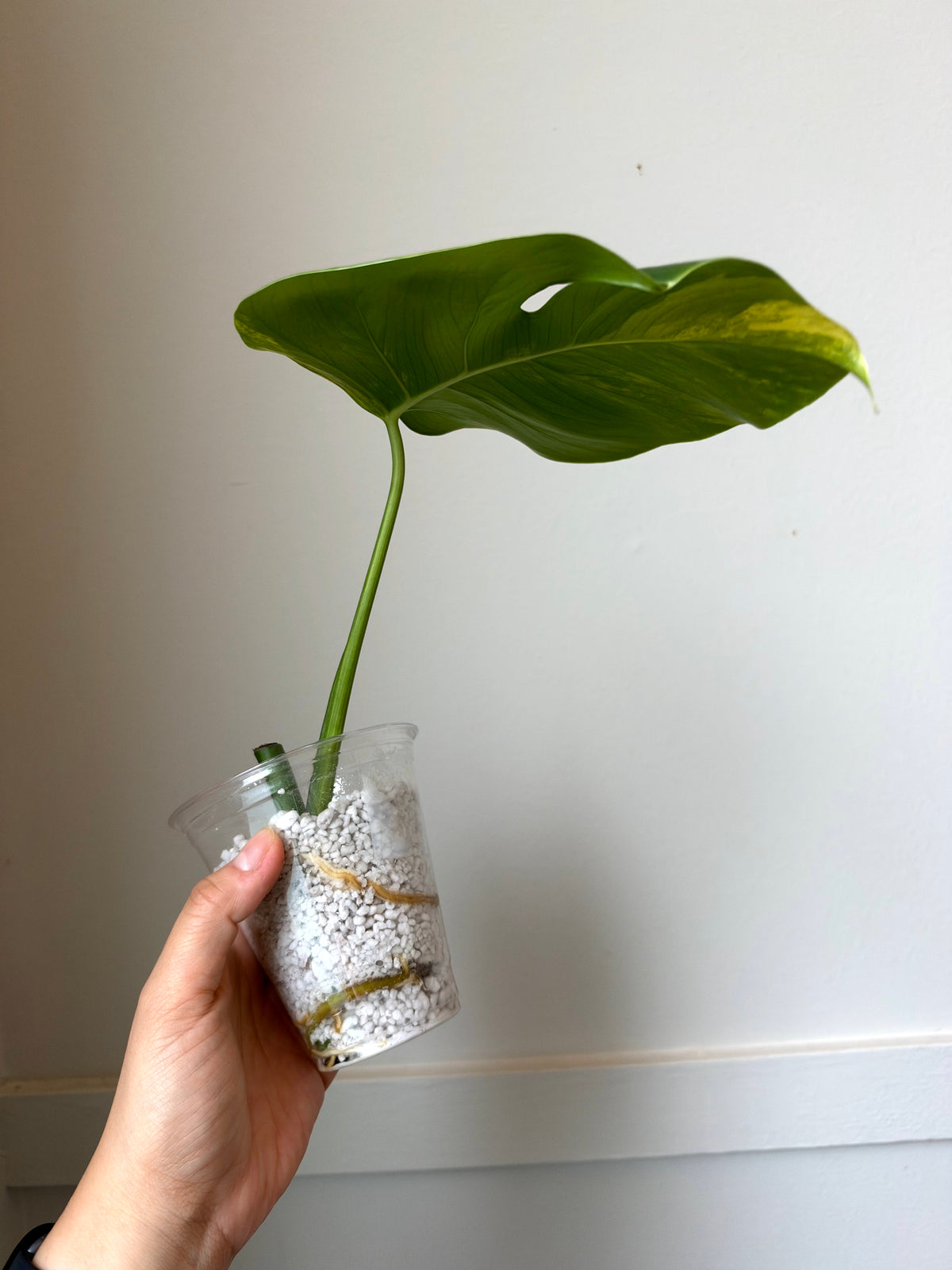 Monstera deliciosa Aurea 2 J10