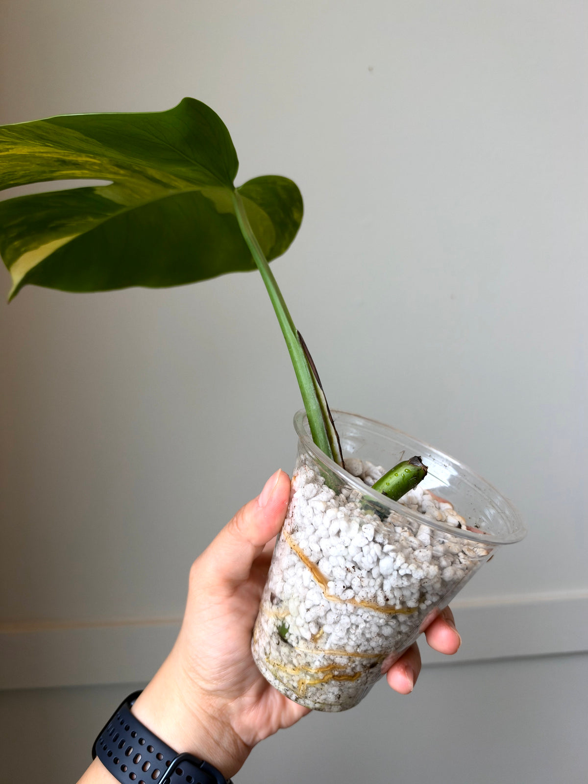 Monstera deliciosa Aurea 2 J11