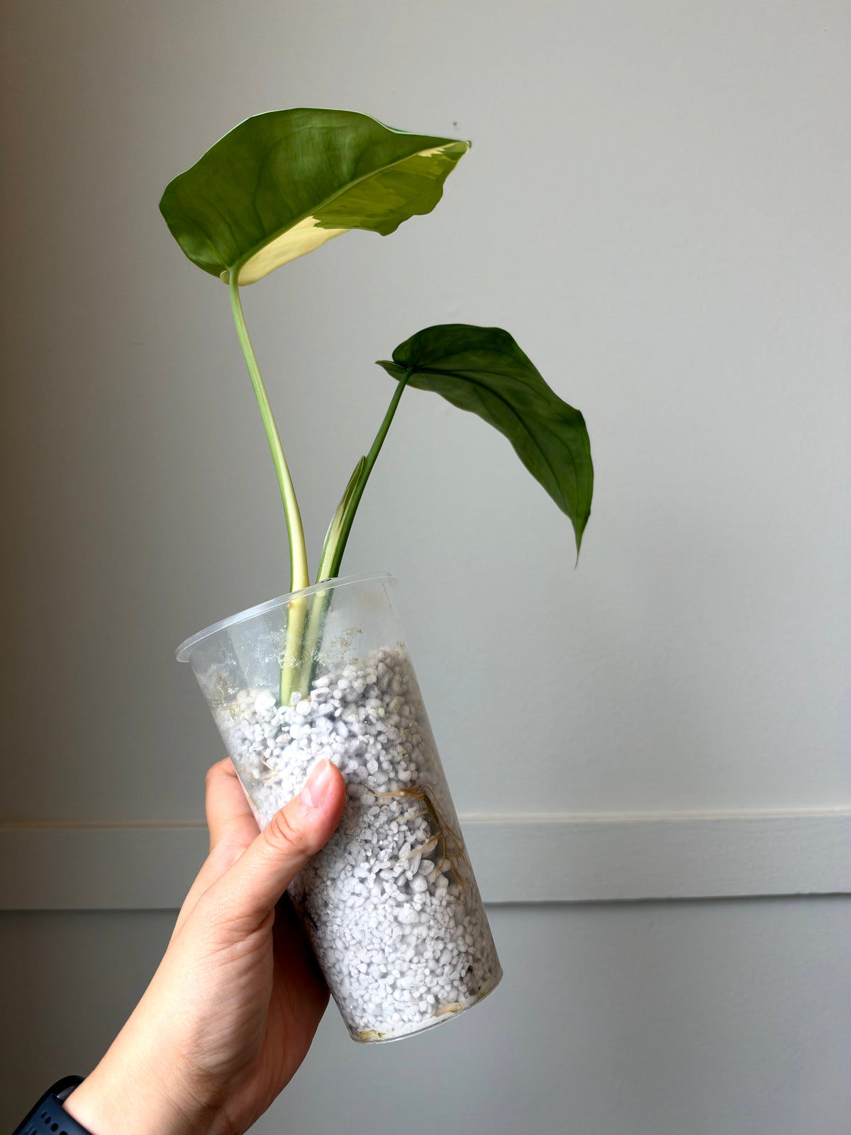 Syngonium chiapense variegated J13