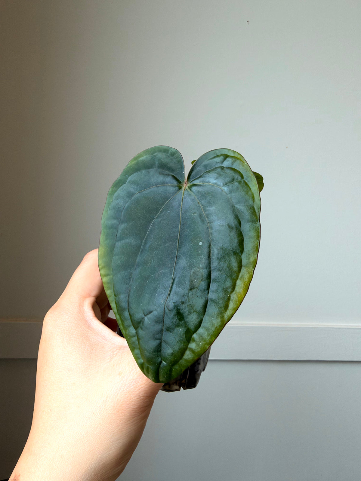 Anthurium dressleri x Self J15
