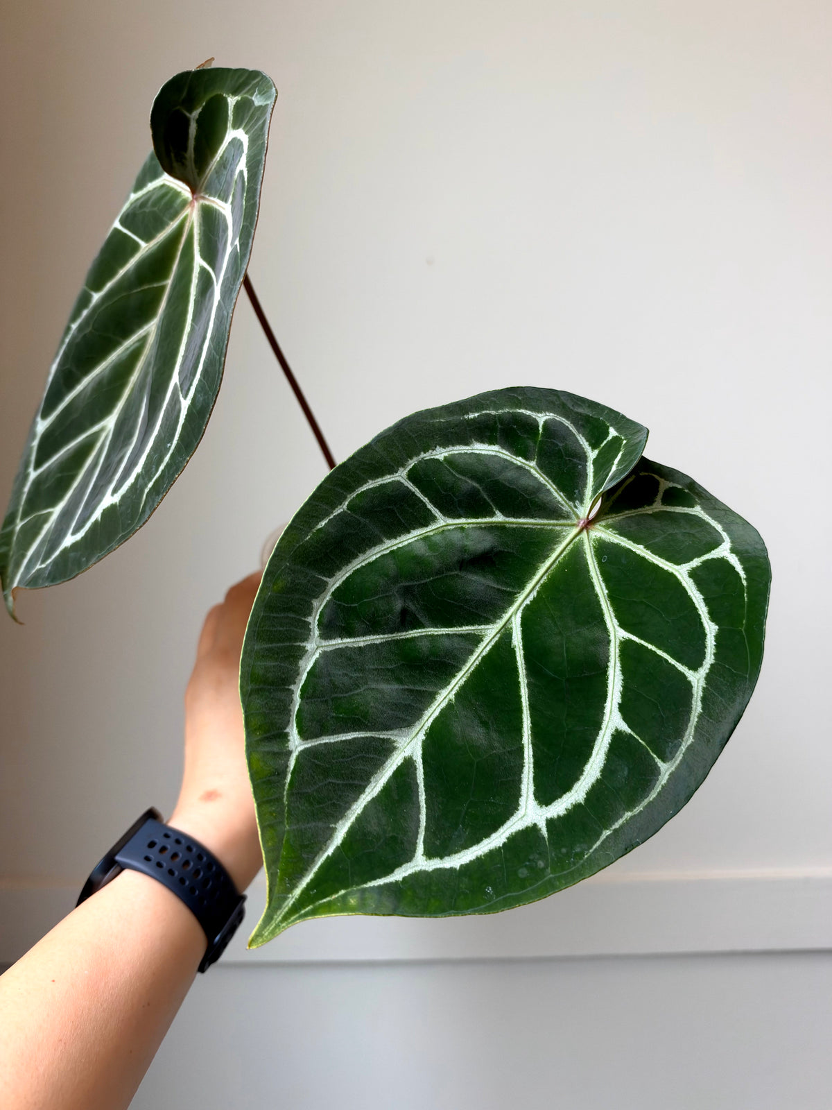 Anthurium Brielle x forgetii J17
