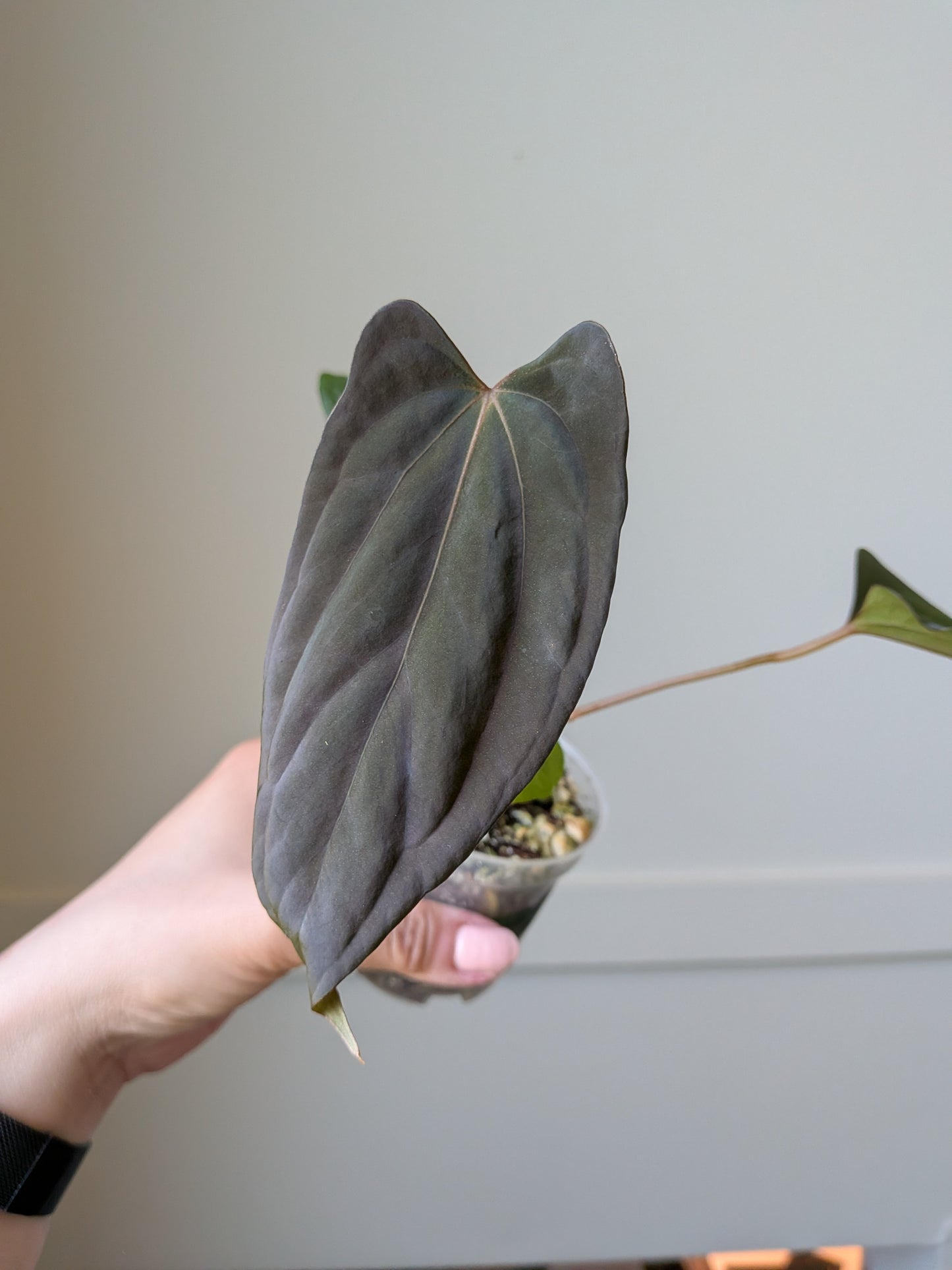 Anthurium (BVEP x Felix) x RL Self J6