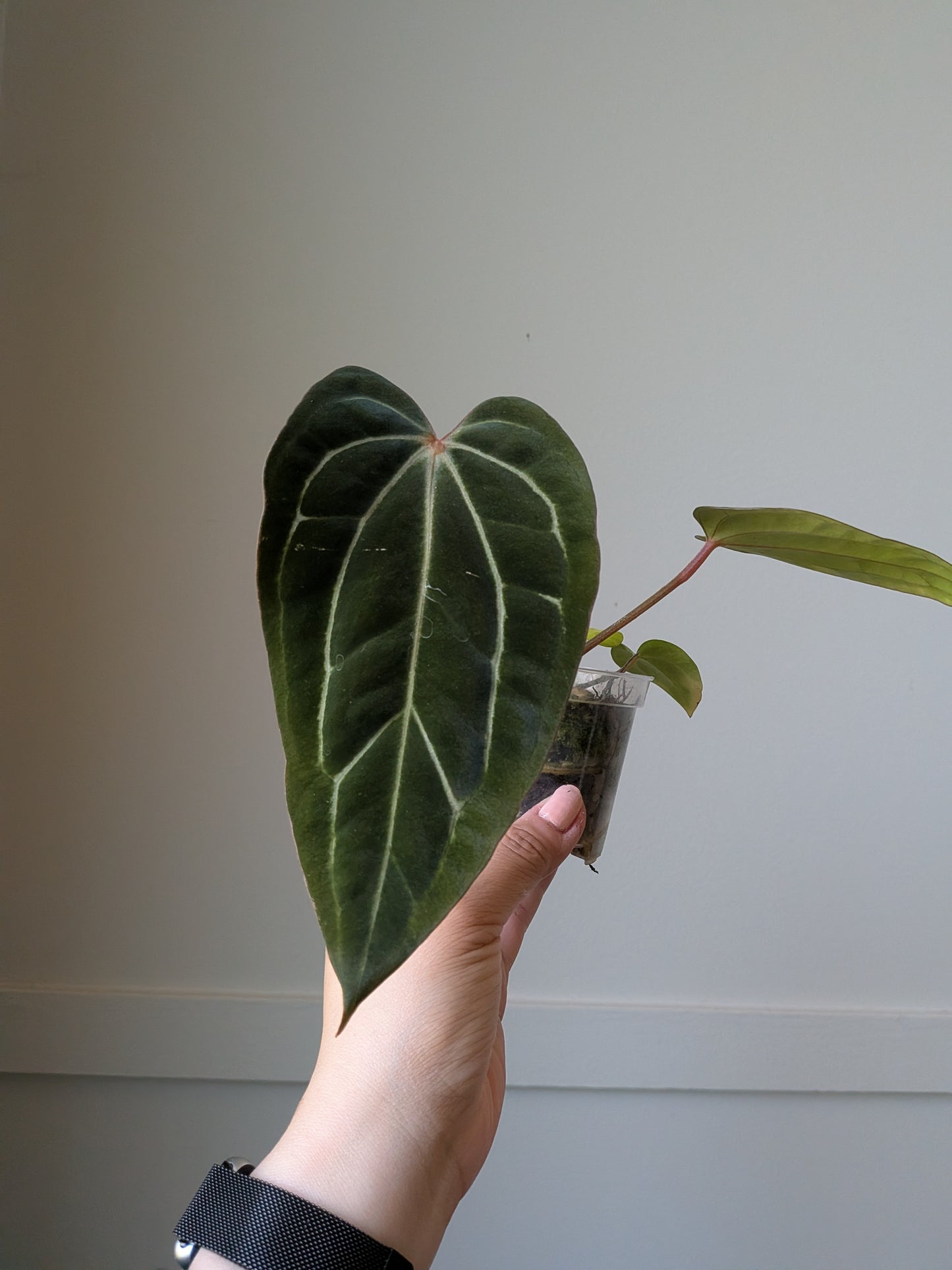 Anthurium Carla x (Carla x BVEP) J9
