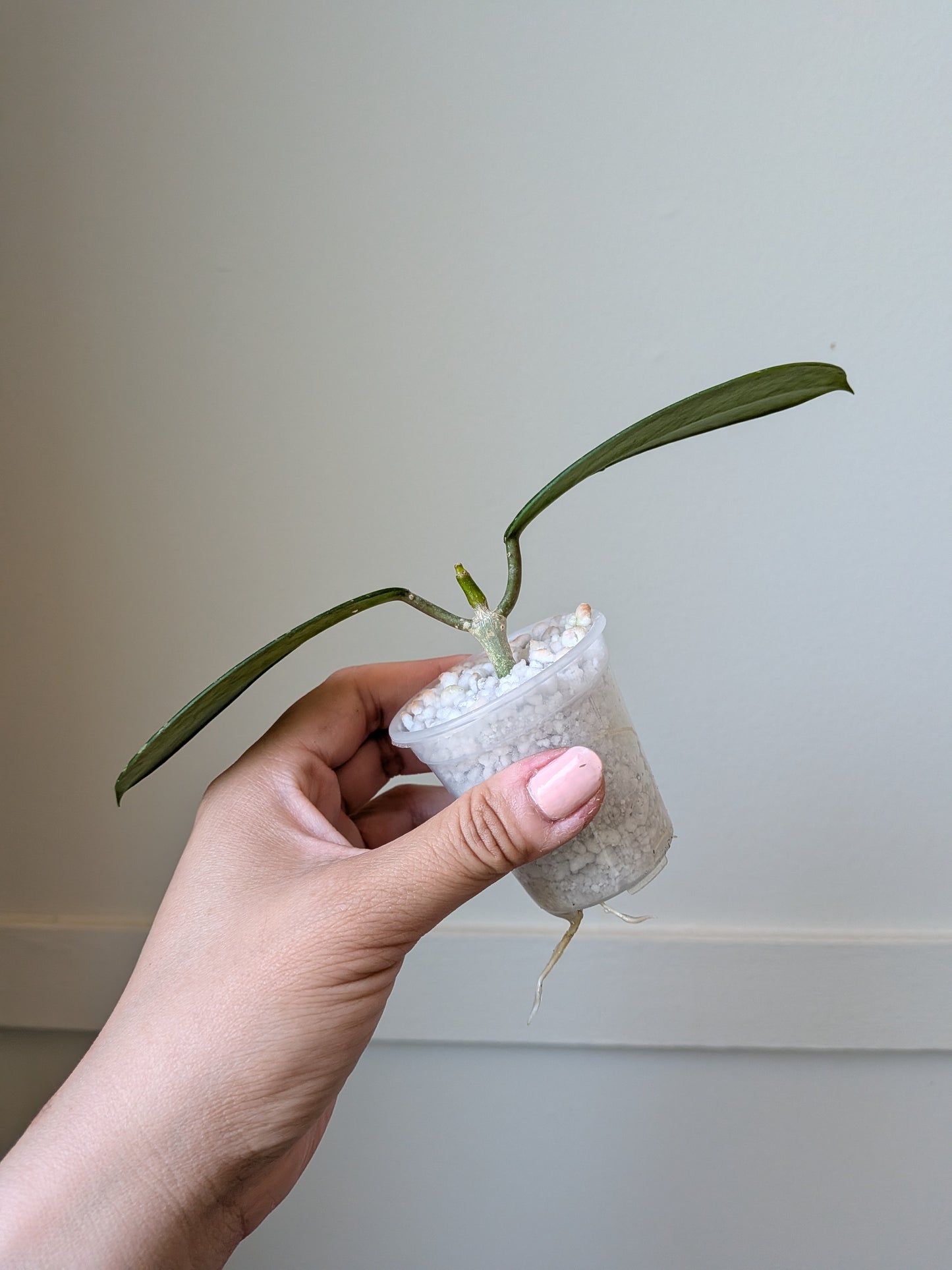 Hoya diversifolia (splash) J10