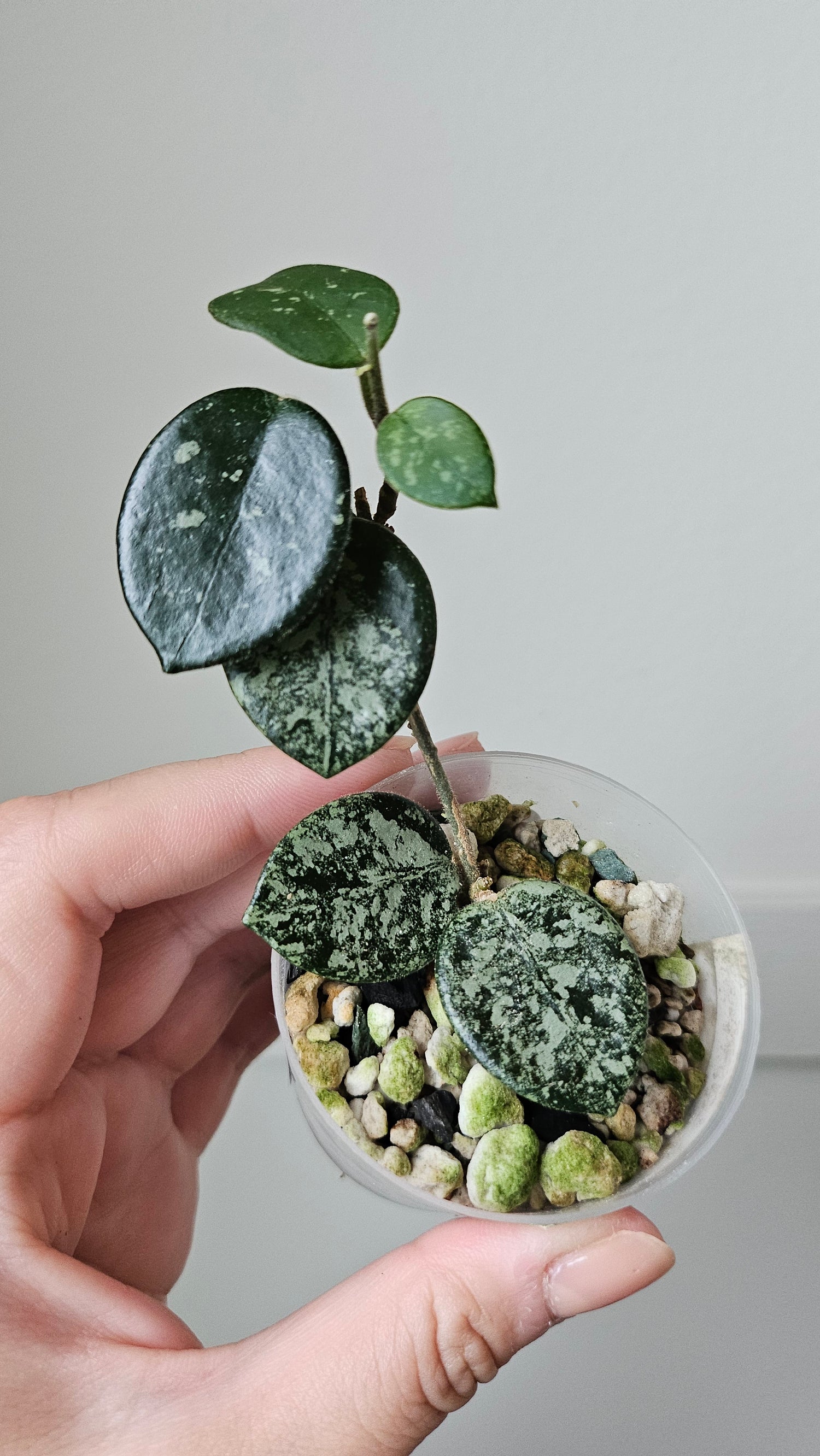 Hoya