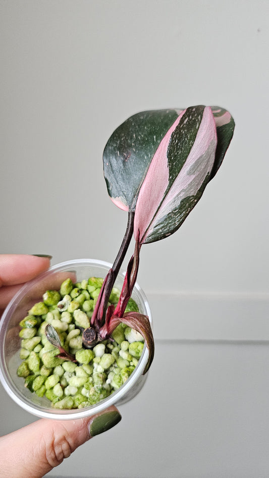 Philodendron Pink Prinecess 1