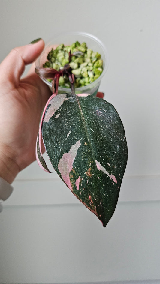 Philodendron Pink Prinecess 1