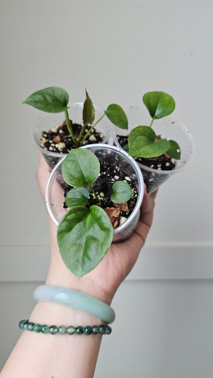 Anthurium forgetii x luxurian - Grower's Choice