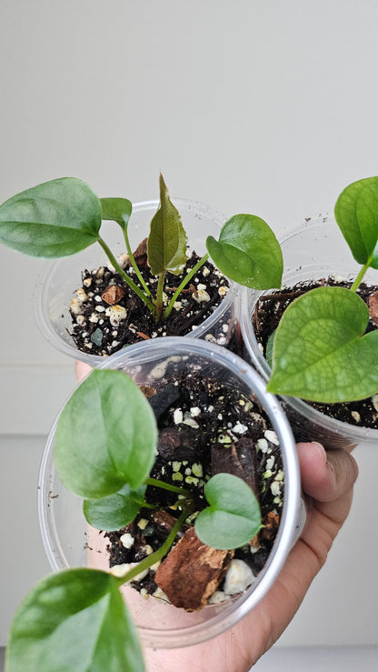 Anthurium forgetii x luxurian - Grower's Choice