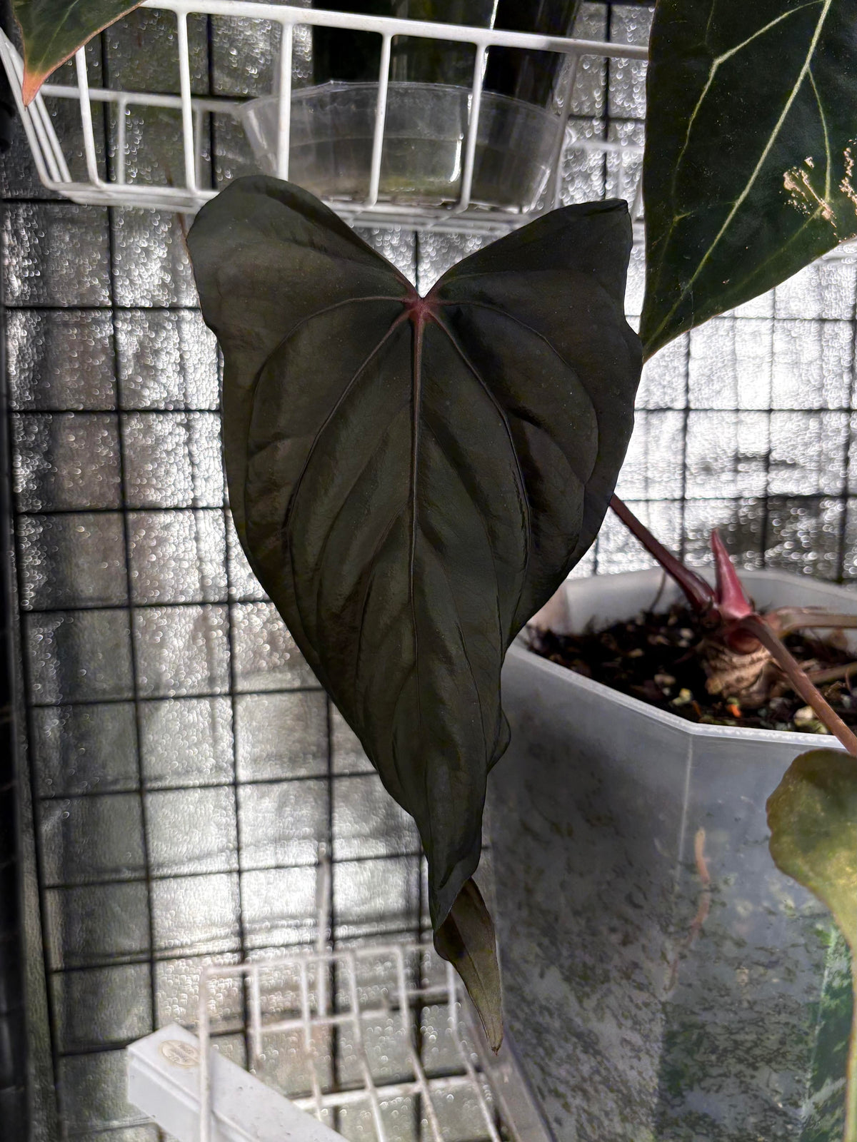 Anthurium "Midnight Velvet" (larger)	A2