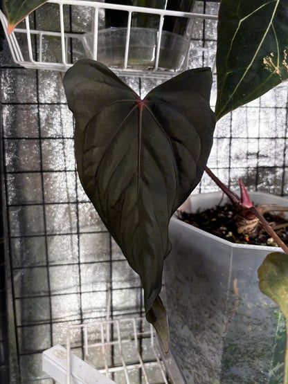 Anthurium "Midnight Velvet" (larger)	A2