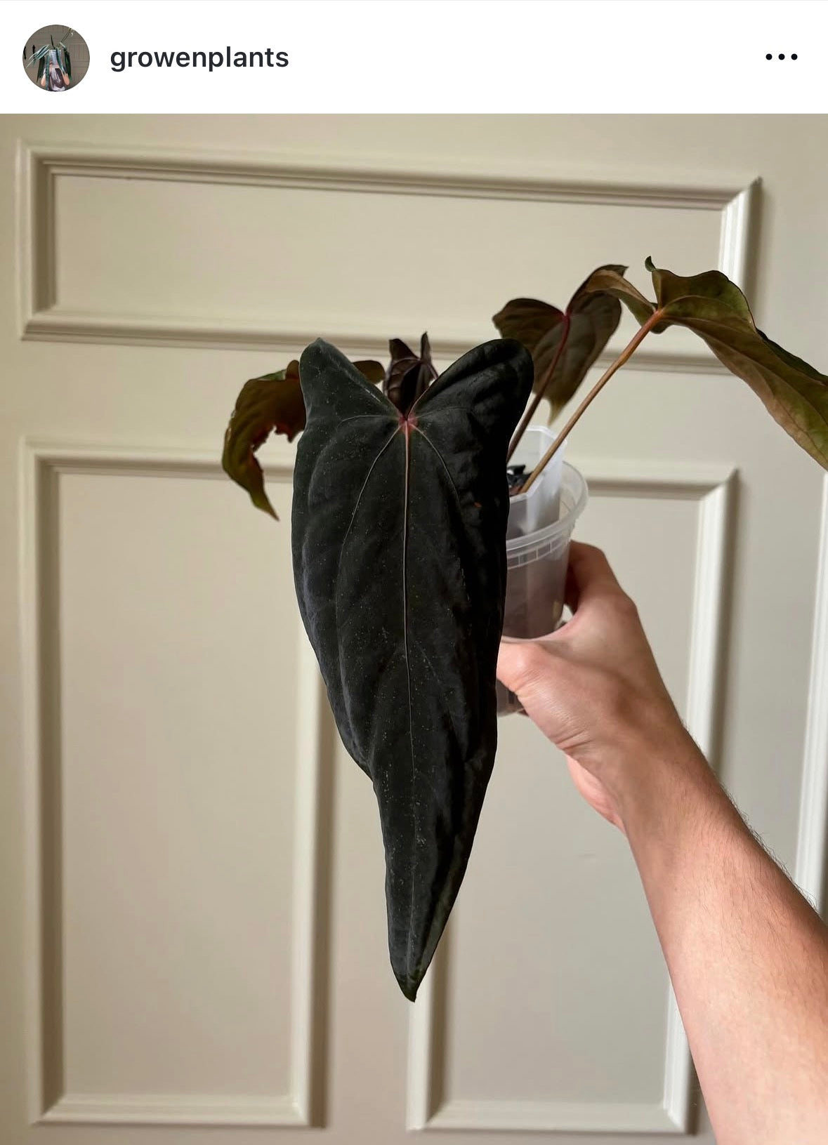 Anthurium "Midnight Velvet" (larger)	A2