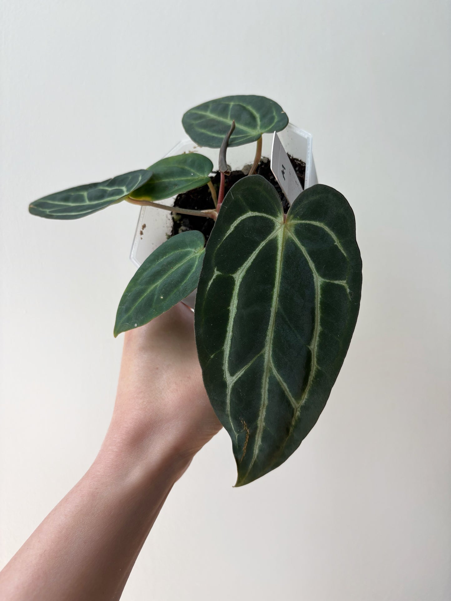 Anthurium carlablackiae	A1