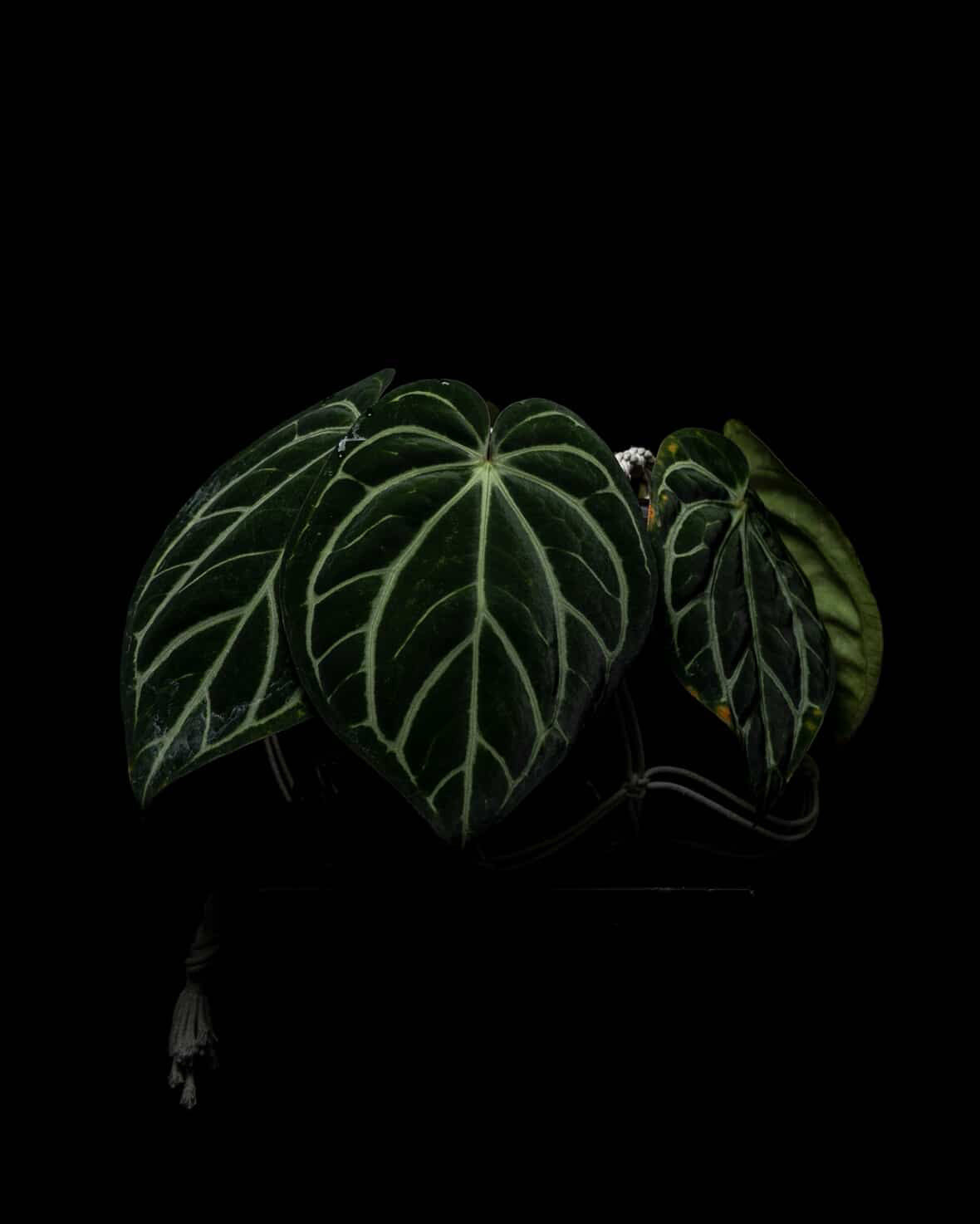 Anthurium carlablackiae	A1