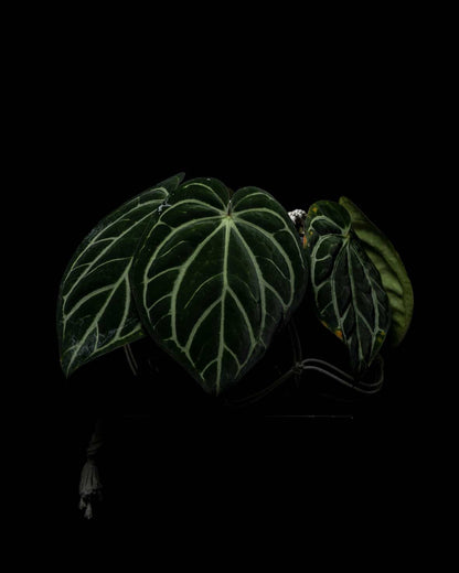 Anthurium carlablackiae	A1