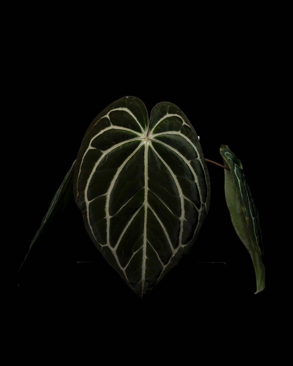 Anthurium carlablackiae	A1