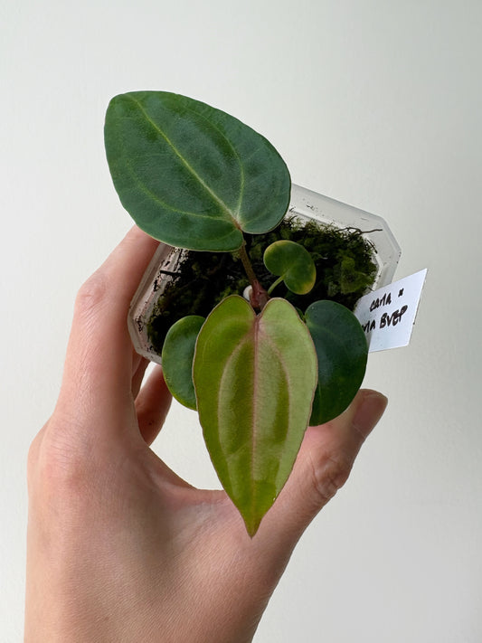 Anthurium carlablackiae x (carlablackiae x BVEP) [A1]