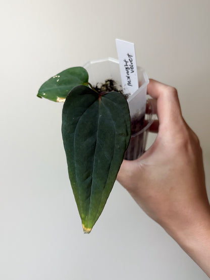 Anthurium "Midnight Velvet"	A1