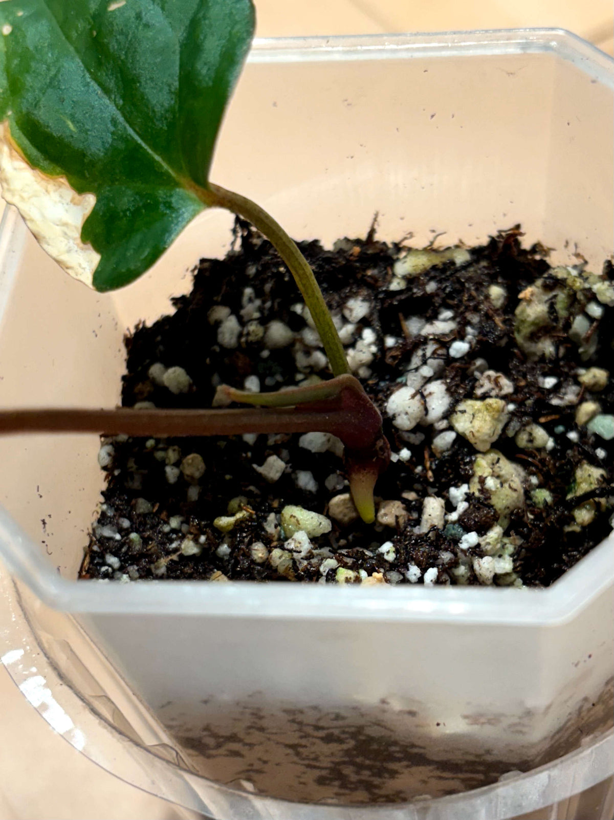Anthurium "Midnight Velvet"	A1