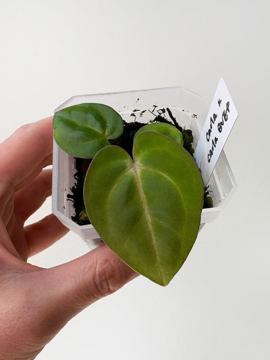 Anthurium carlablackiae x (carlablackiae x BVEP) [A10]