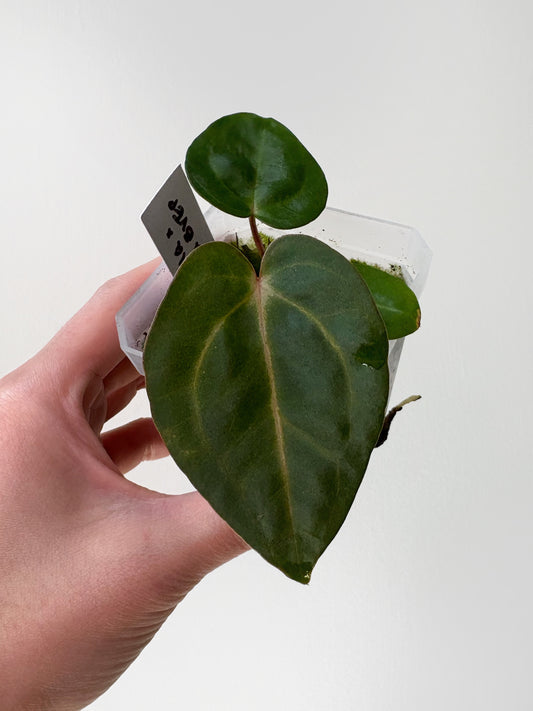 Anthurium carlablackiae x (carlablackiae x BVEP) [A11]