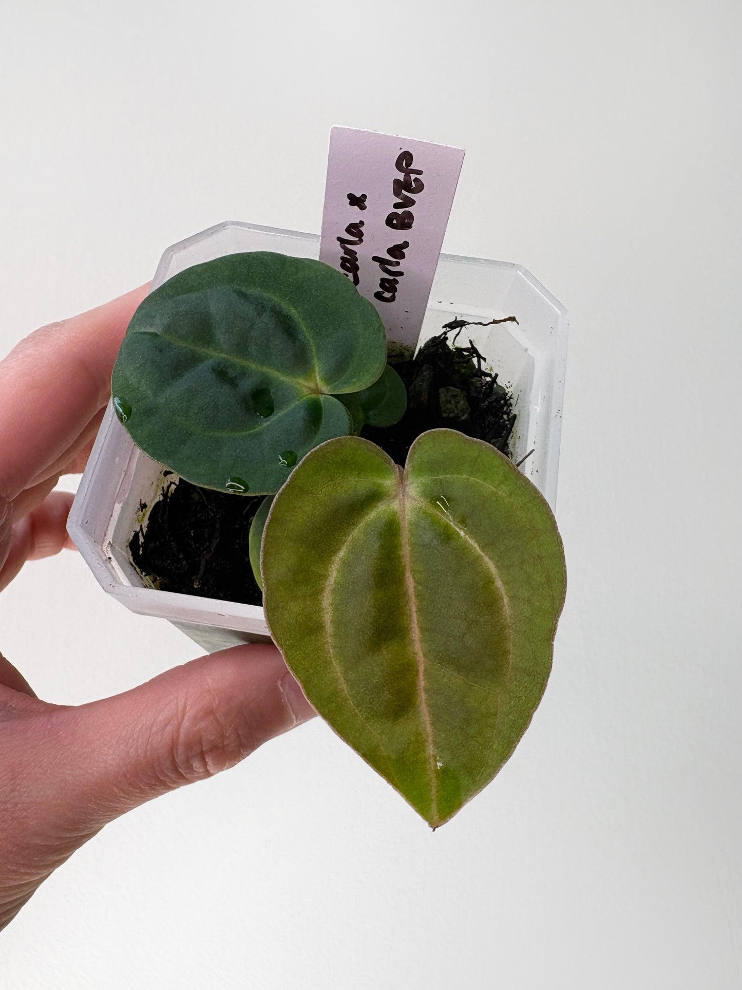 Anthurium carlablackiae x (carlablackiae x BVEP) [A12]