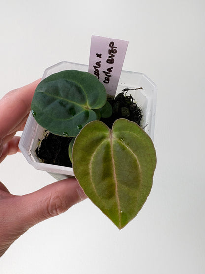 Anthurium carlablackiae x (carlablackiae x BVEP) [A12]