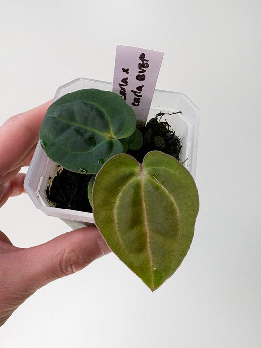 Anthurium carlablackiae x (carlablackiae x BVEP) [A12]