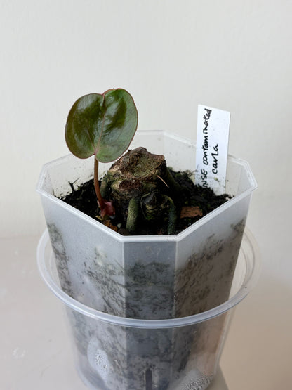 Anthurium "Contaminated Carla" CLONE	A12