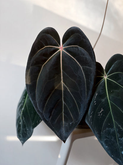 Anthurium "Contaminated Carla" CLONE	A12