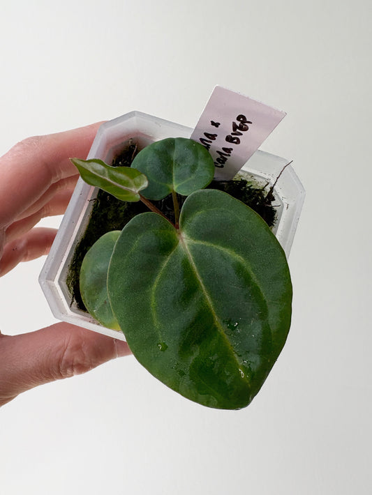 Anthurium carlablackiae x (carlablackiae x BVEP) [A2]