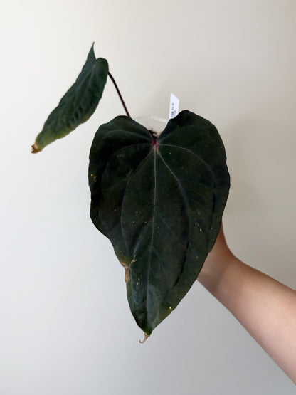 Anthurium "Midnight Velvet" (larger)	A2