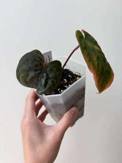 Anthurium "Wuhoo's First Night" CLONE	A2