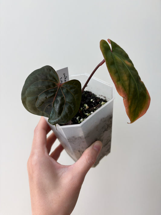 Anthurium "Wuhoo's First Night" CLONE	A2