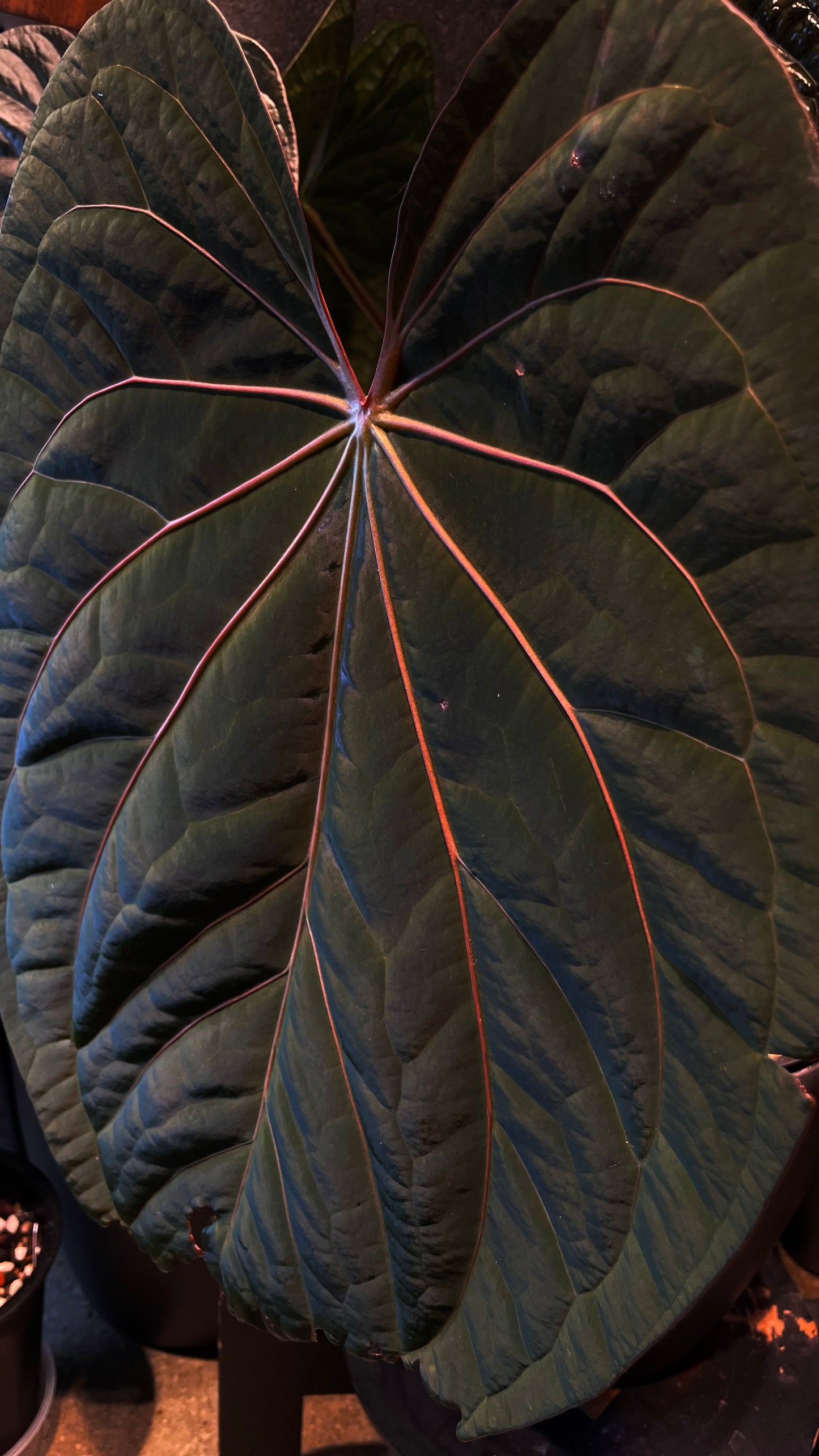 Anthurium "Wuhoo's First Night" CLONE	A2