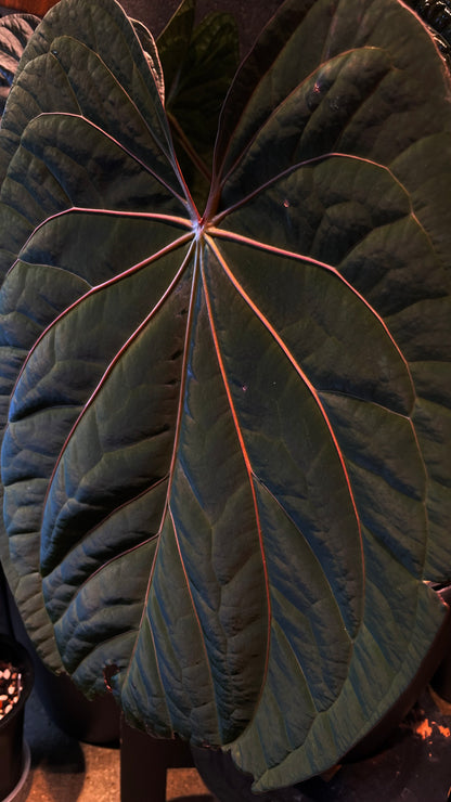 Anthurium "Wuhoo's First Night" CLONE	A2
